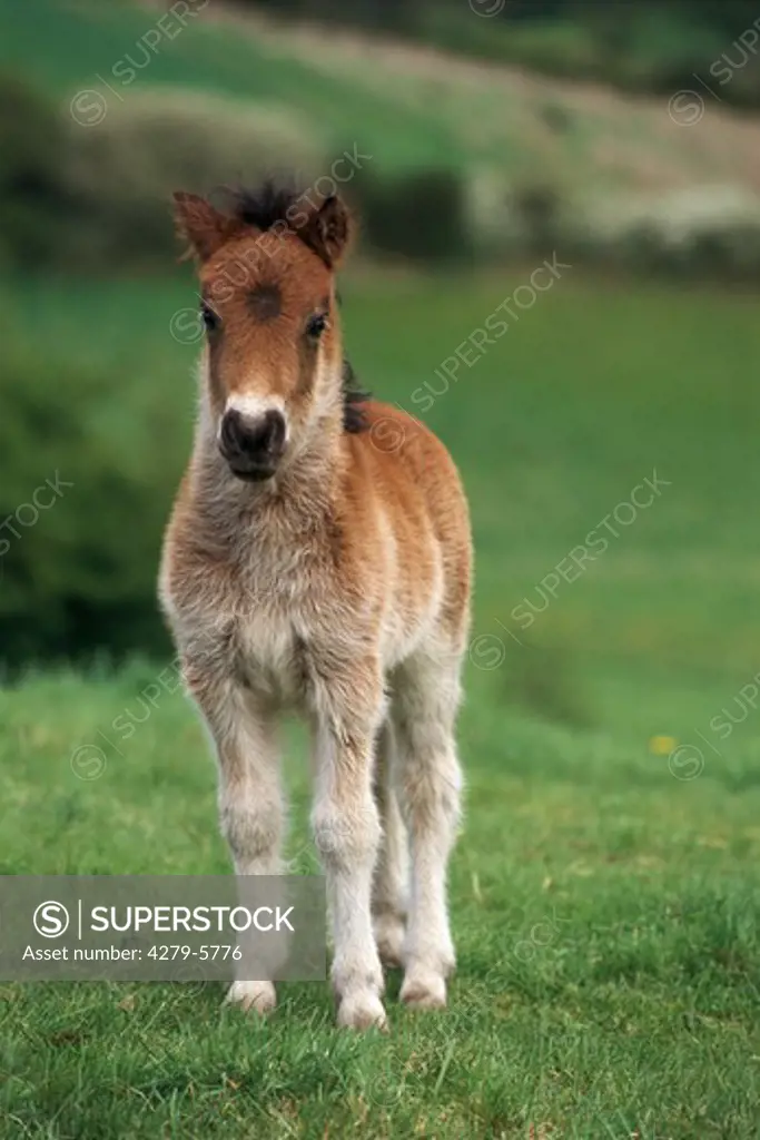 foal standing on meadow