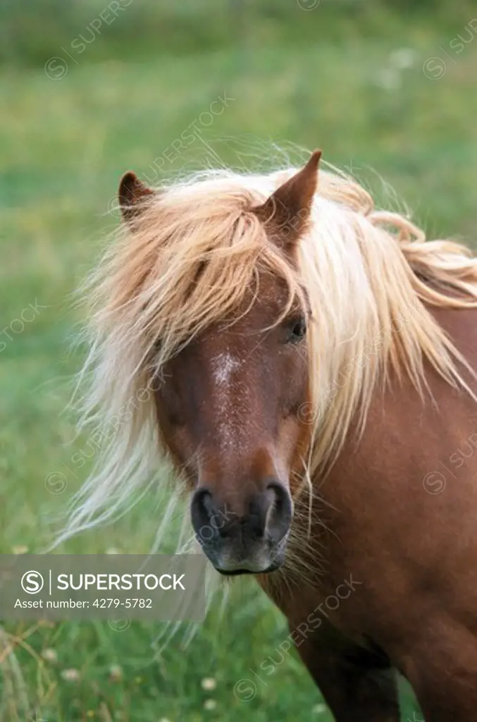pony - portrait