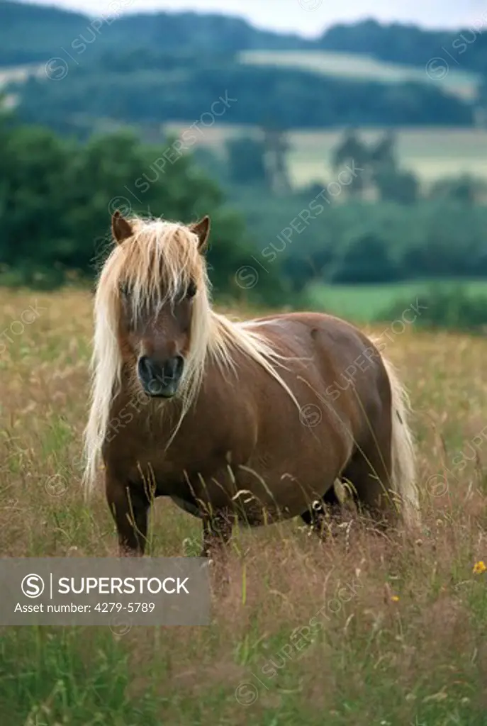 pony standing on meadow