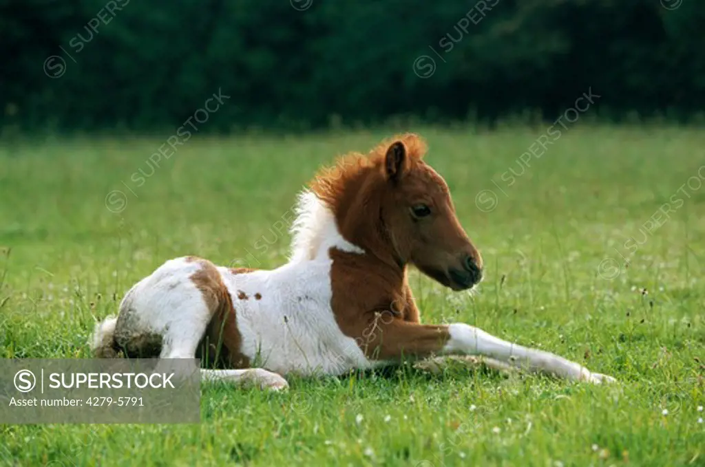 foal on meadow