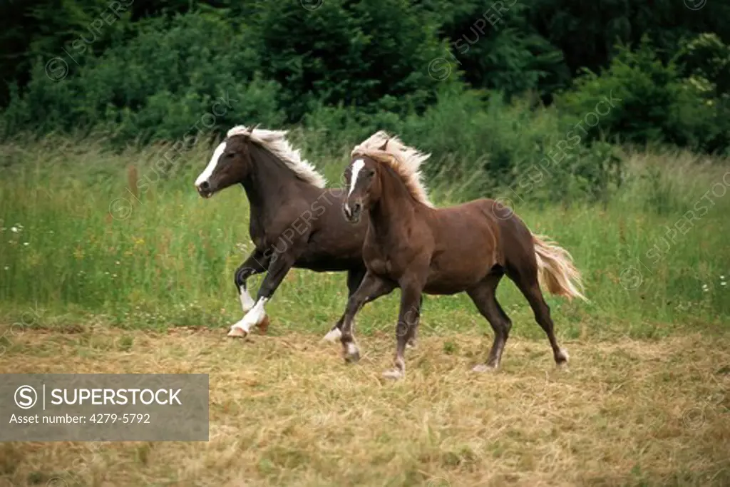 two cold-blood horses - galloping