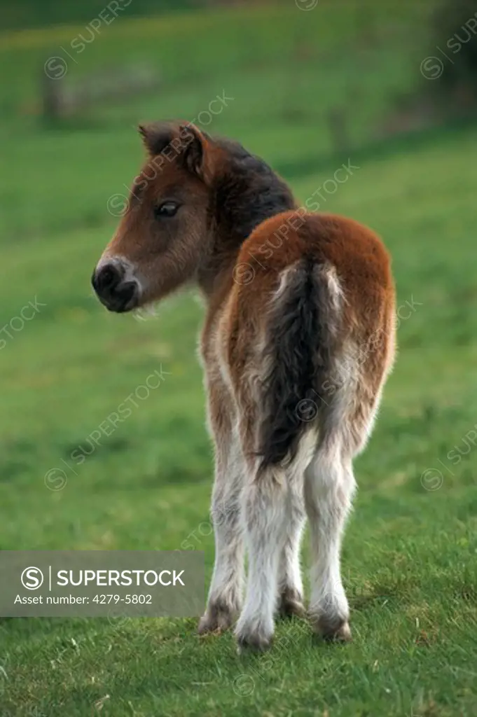 foal standing - from back