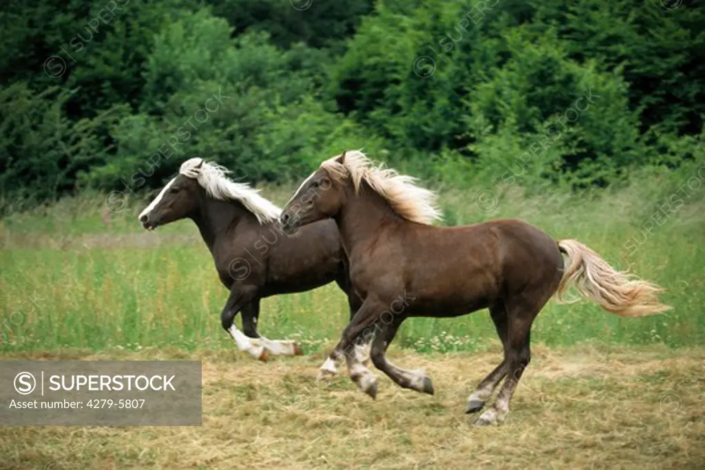 two cold-blood horses - galloping