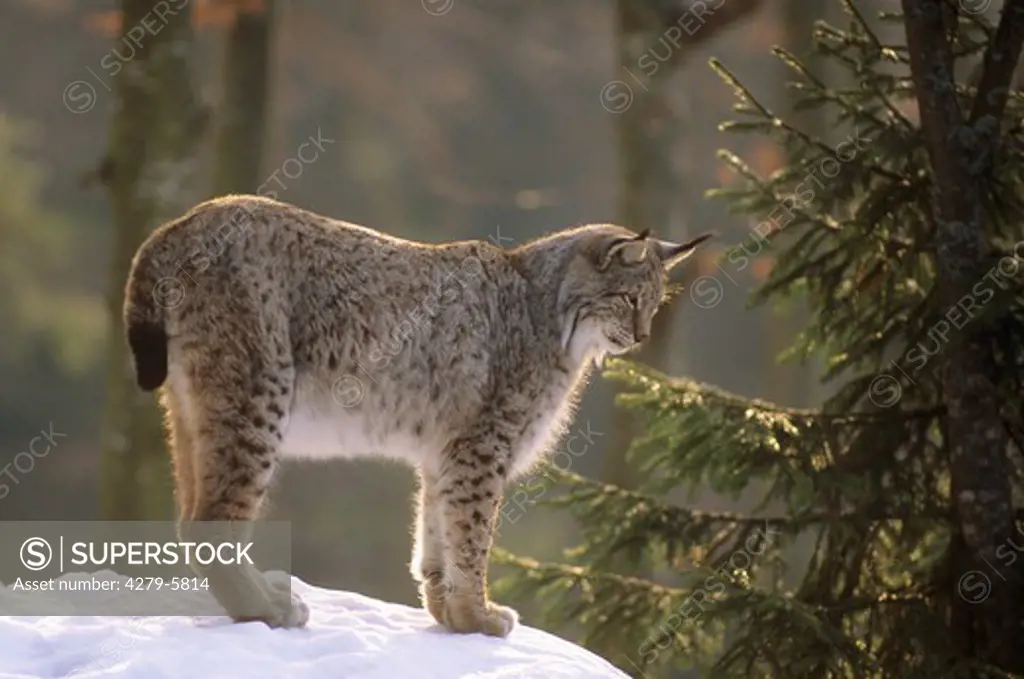 Bobcat, Lynx lynx