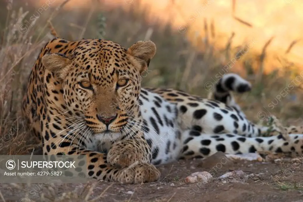 leopard - lying, Panthera pardus
