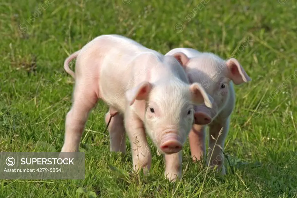 two young pig, piglet, porkling going to camera