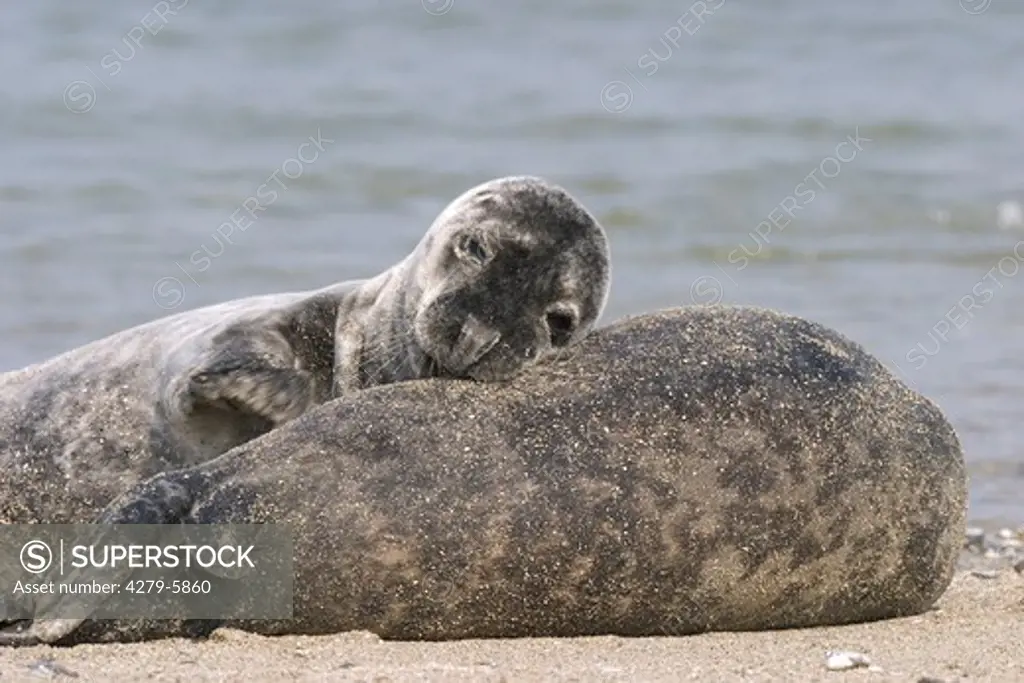two gray seals lying at the beach, Halichoerus grypus
