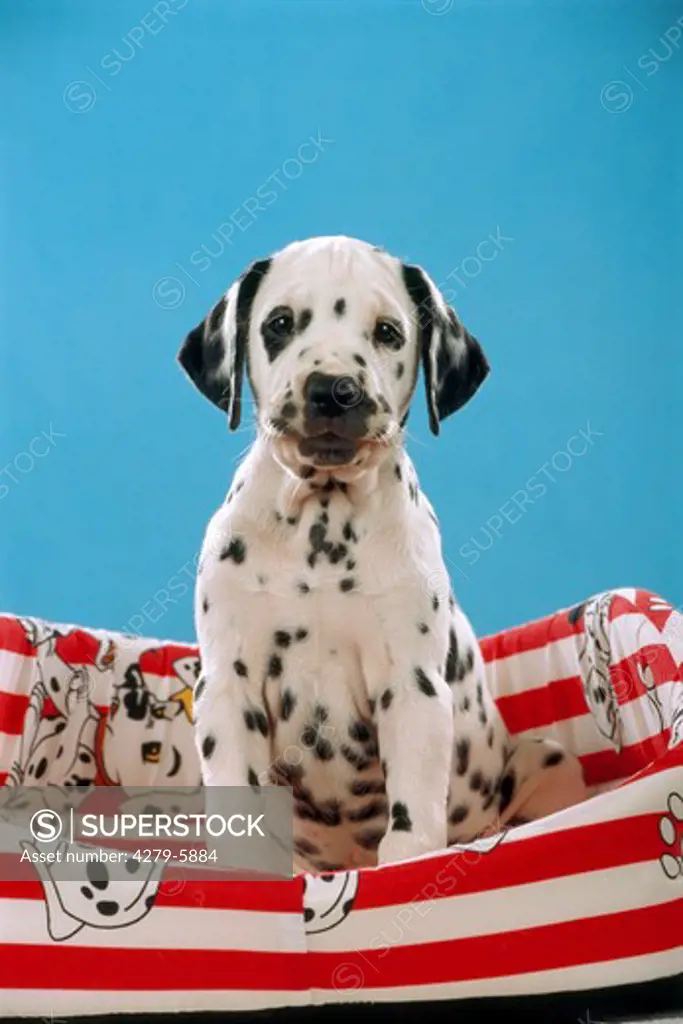 dalmatian dog - puppy sitting in dog basket