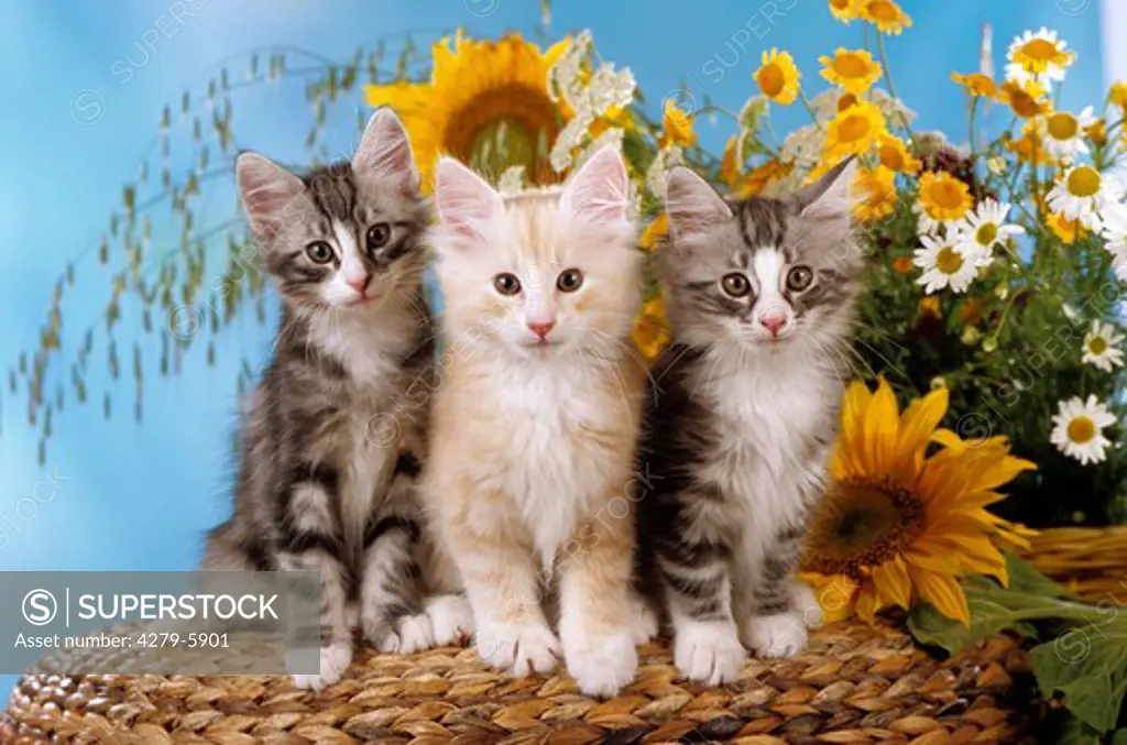 three kitten - sitting
