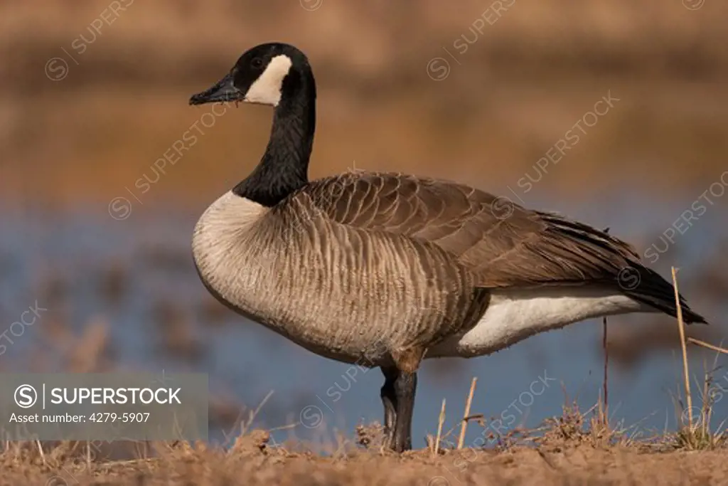 canada goose, Branta canadensis