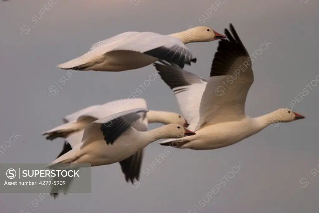 four snow geese - flying, Anser caerulescens