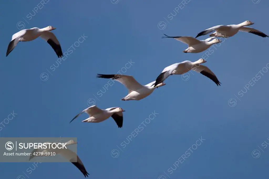 snow geese - flying, Anser caerulescens