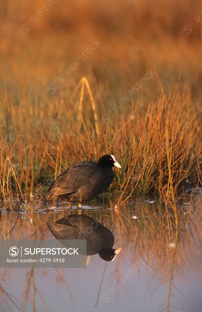 coot standing in water, Fulica atra