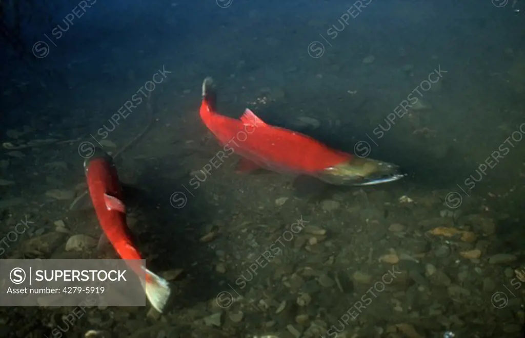 two Sockeye salmon - spawning season, Oncorhynchus nerka