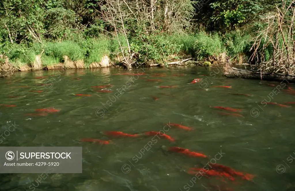 Sockeye salmon - spawning season, Oncorhynchus nerka