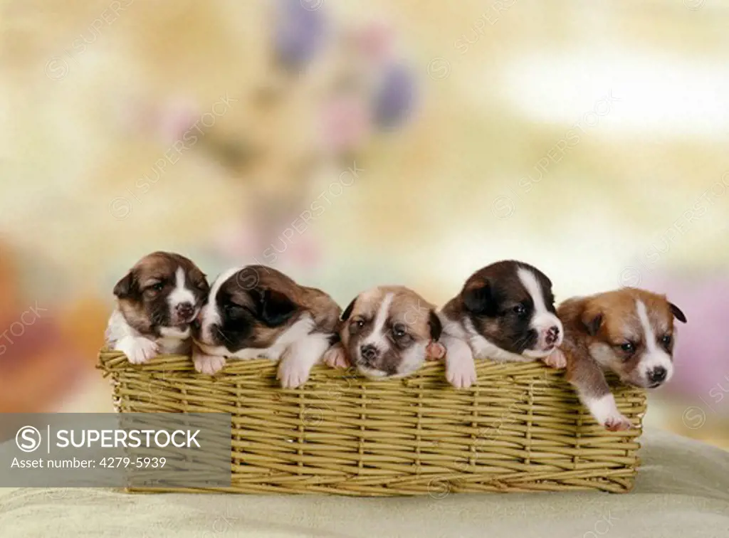 five half breed puppies (15 days in green basket