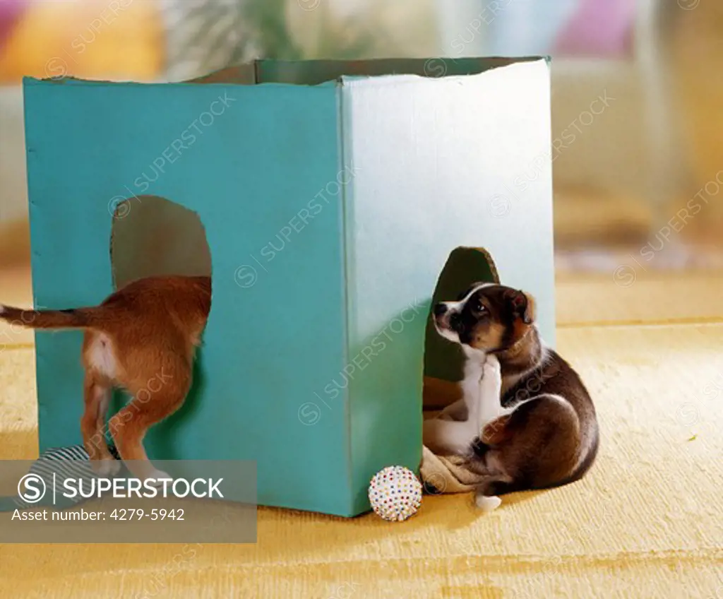 two half-breed puppies playing with a cardboard box