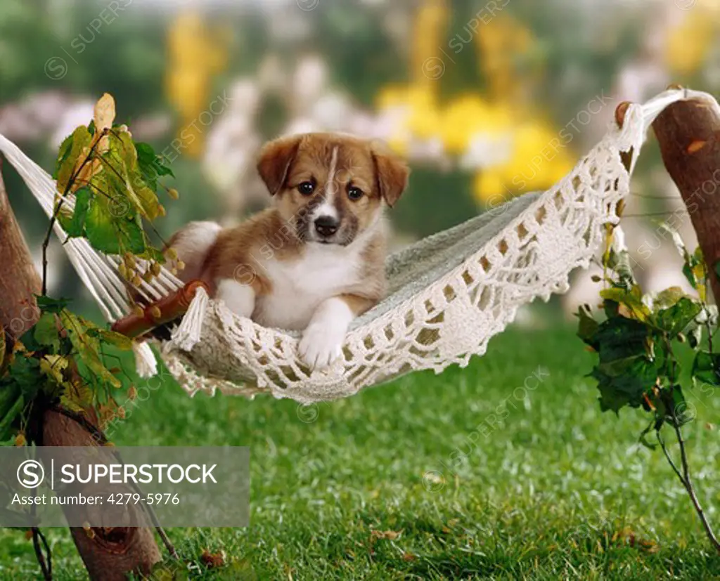 half-breed puppy (five weeks) in hammock