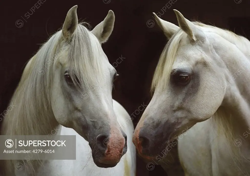 two Arabian horses - nose by nose