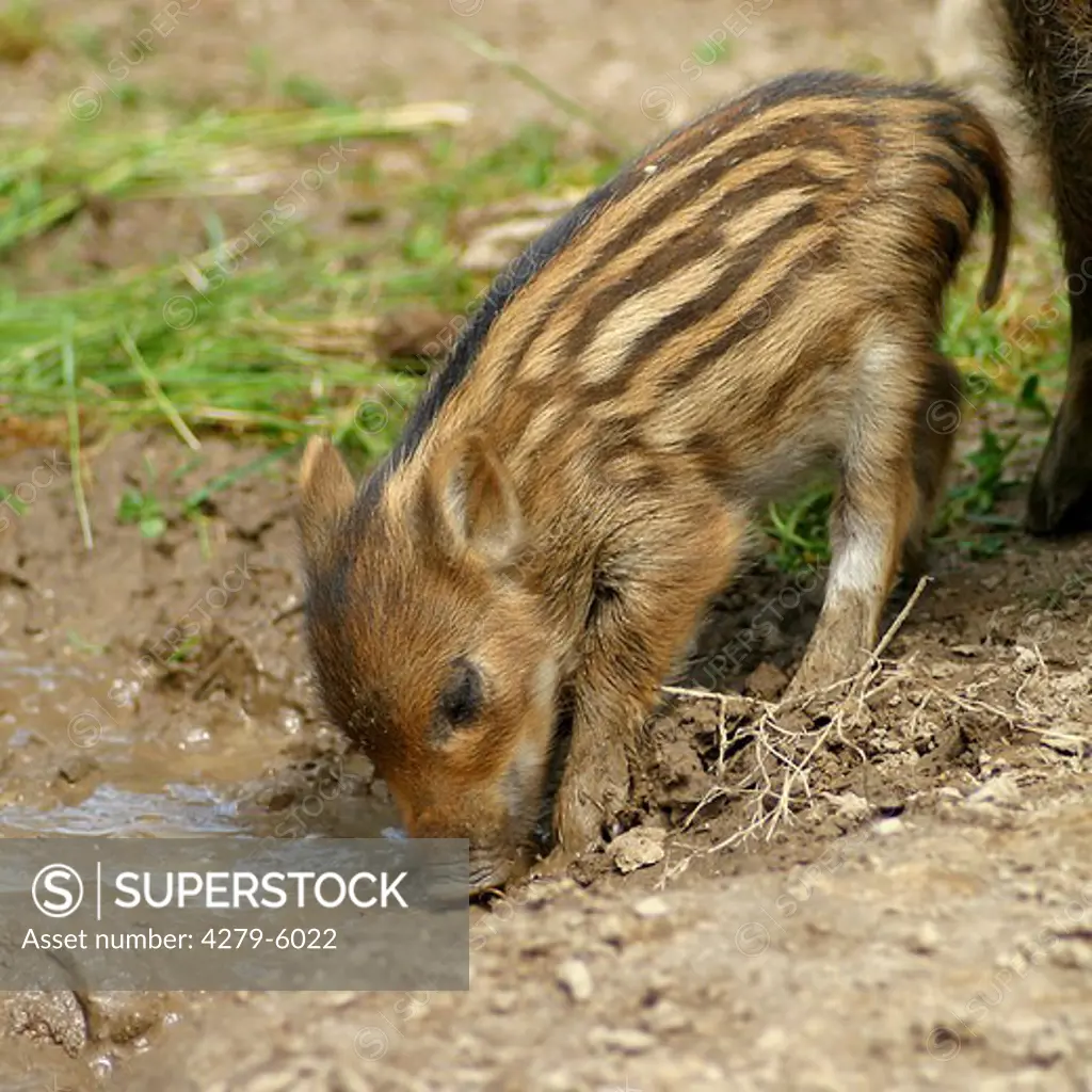 wild boar - shoat, Sus scrofa