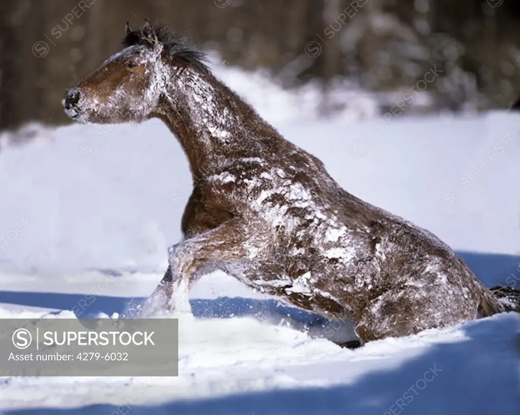 horse - foal in snow
