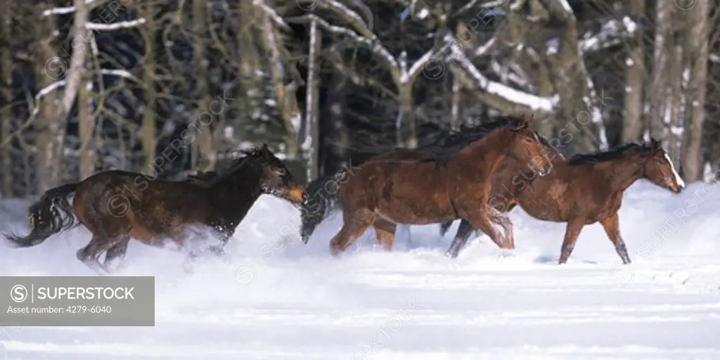 horses galloping through snow