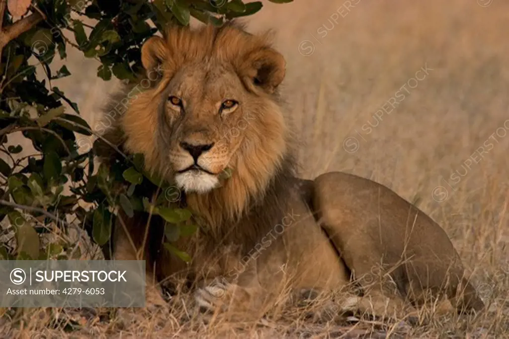 lion - lying, panthera leo