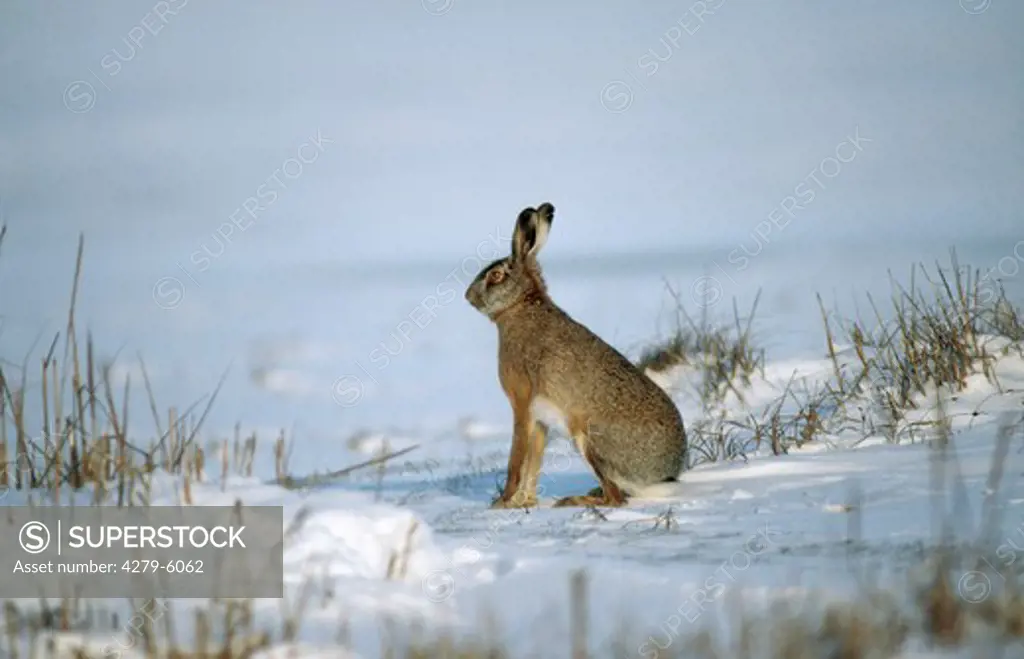 european hare sitting in snow, Lepus europaeus