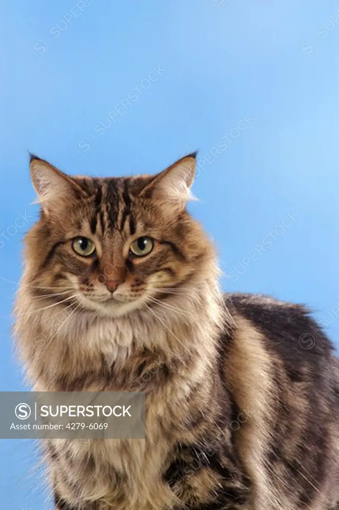 Norwegian forest cat - portrait