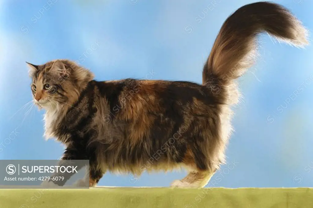 Norwegian forest cat - standing - lateral