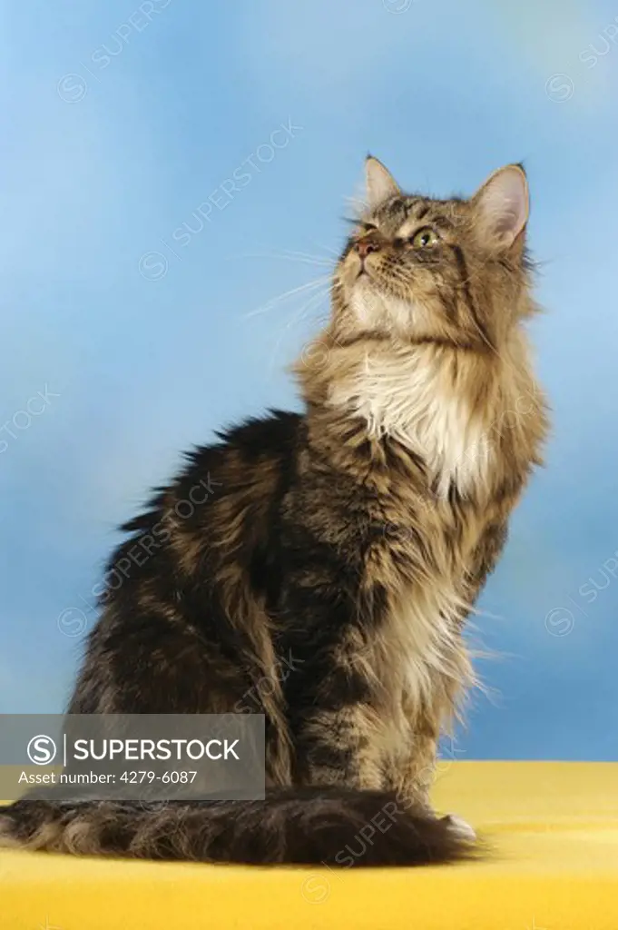 maine coon - sitting - lateral