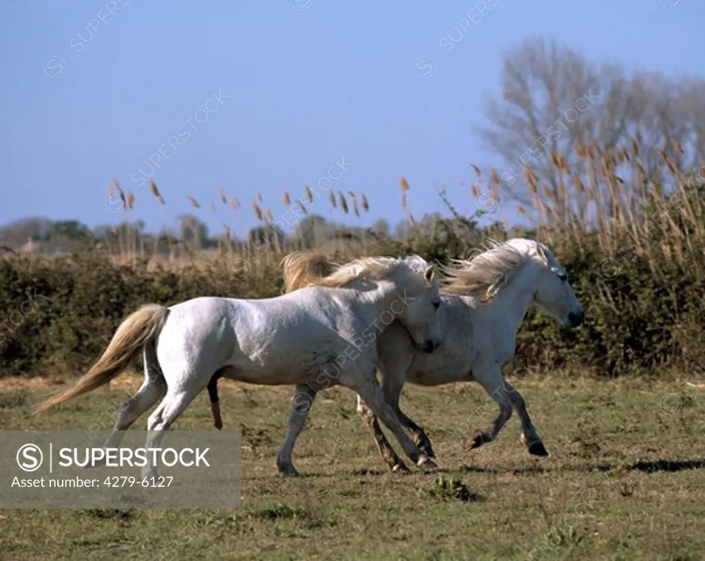two horses - galloping
