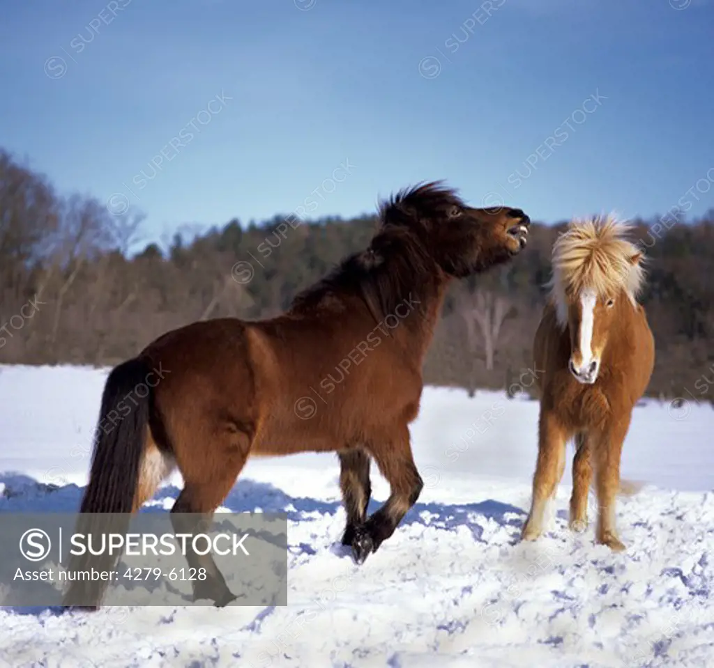 two Icelandic horses in snow