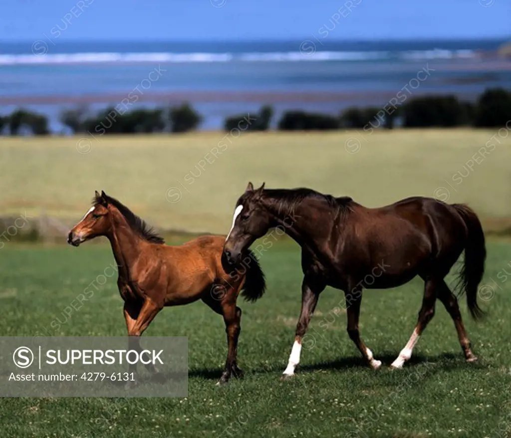 Thoroughbred - mare with foal