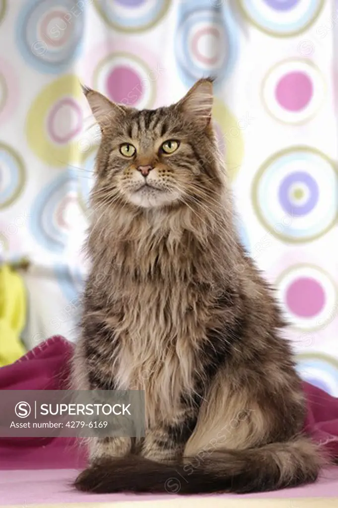 maine coon - sitting
