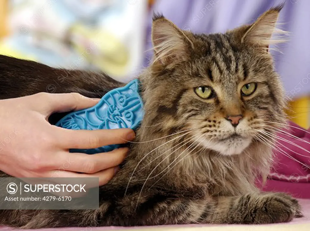 maine coon - be brushed