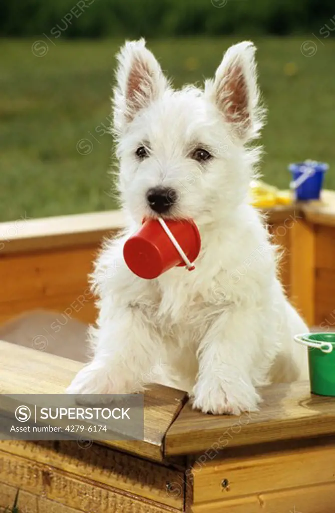 dog - puppy in sandbox with bin in mouth