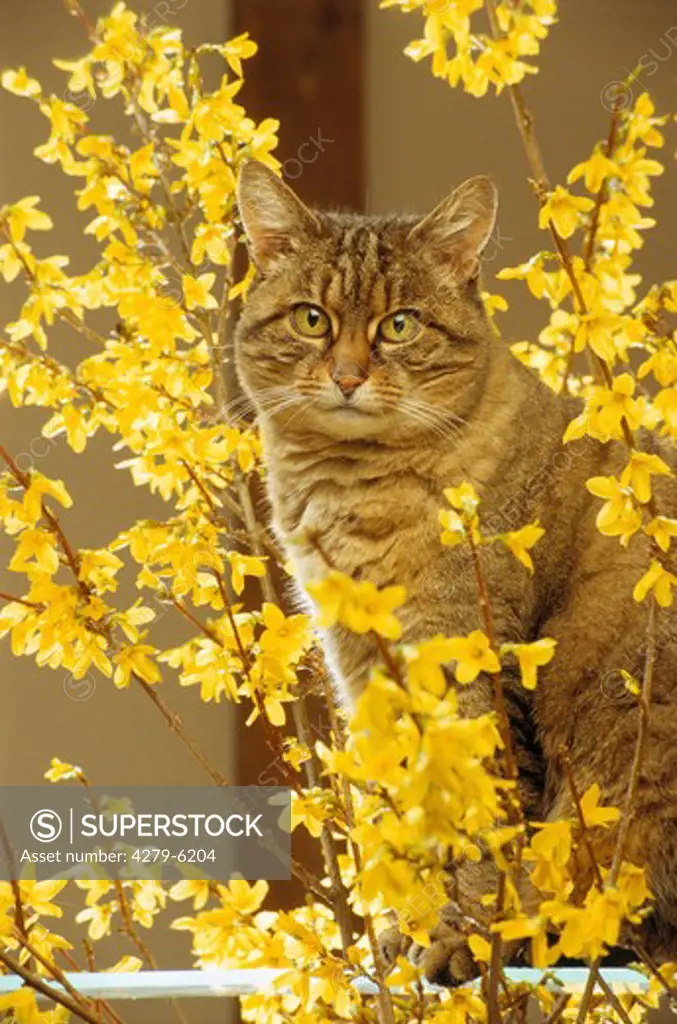 domestic cat between flowers
