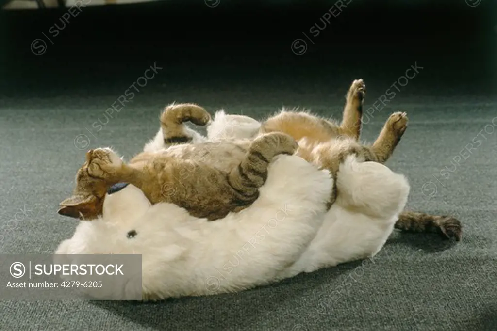 domestic cat lying on stuffed animal