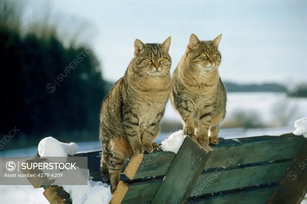 two domestic cats on bank - snow