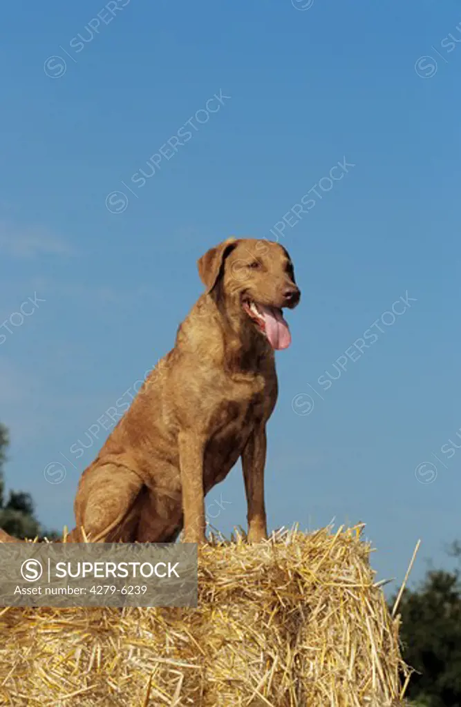 dog - sitting on bale of straw