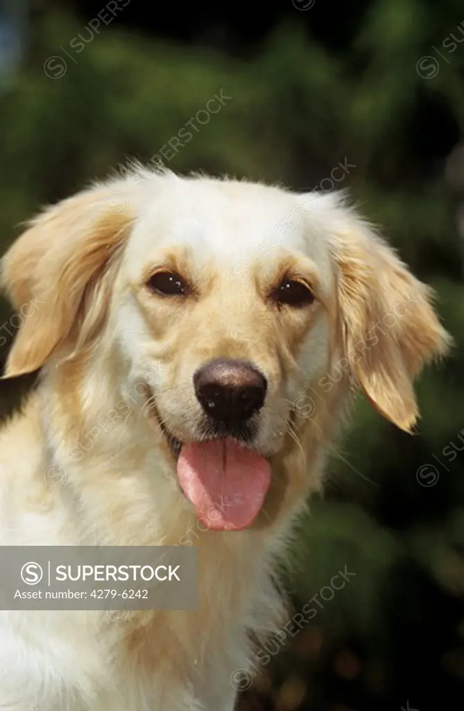 dog - portrait