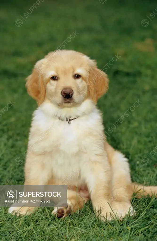 dog - puppy sitting on meadow