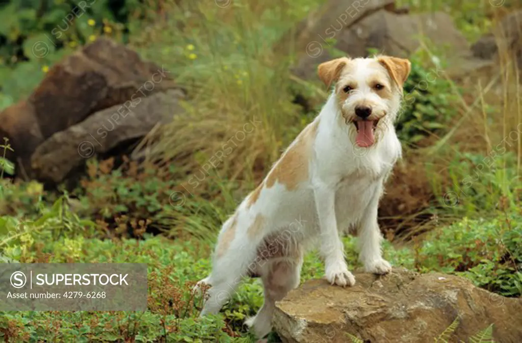 dog - standing on stone
