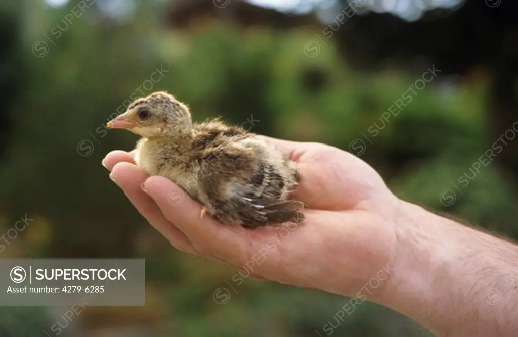 common turkey - chick on hand