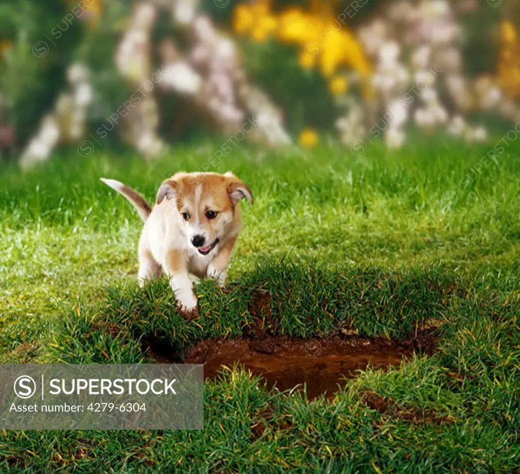 half-breed puppy standing in front of a mud-hole