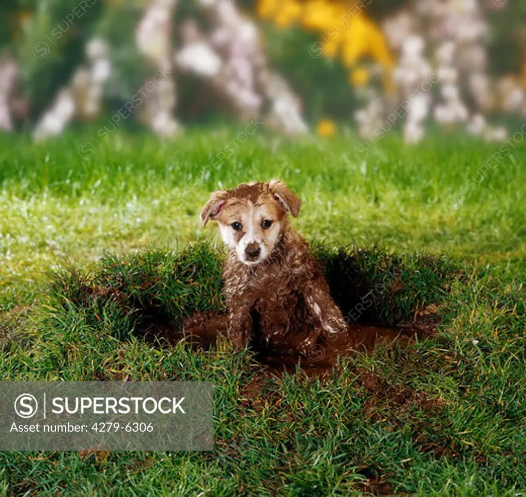 half-breed puppy sitting in a mud-hole