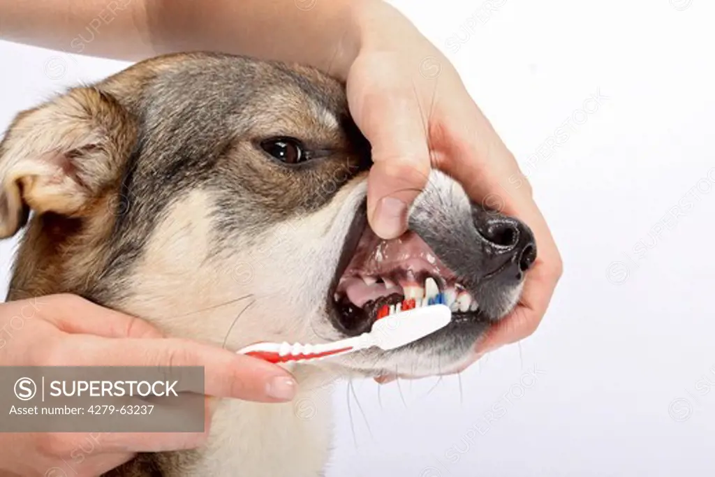 Dogs health care: Brushing the teeth