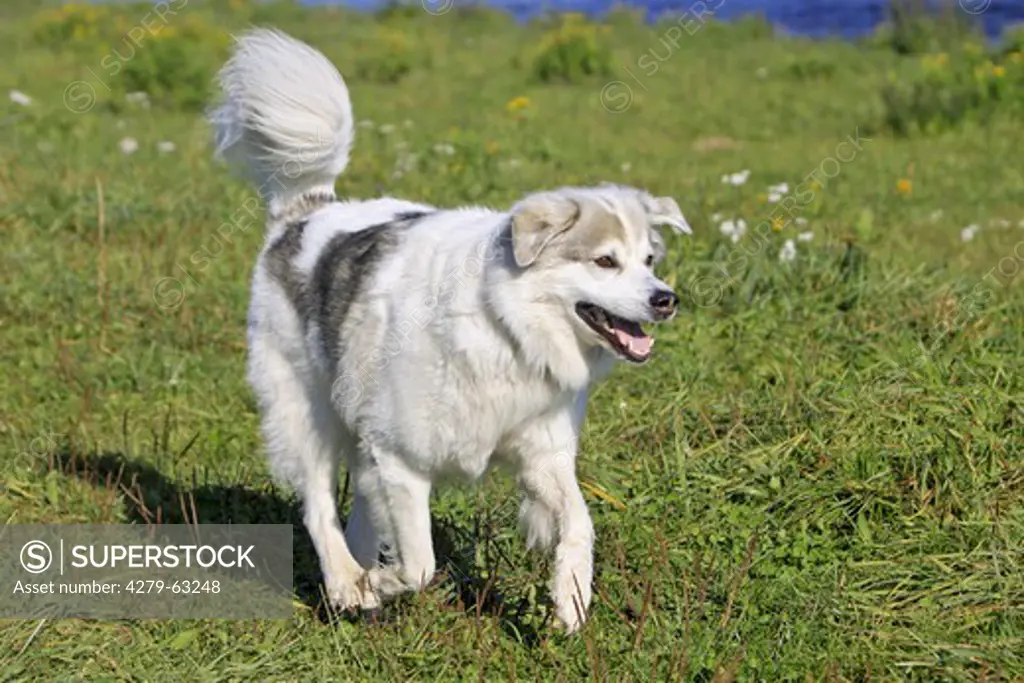 Ciobanesc Romanesc Carpatin (Canis lupus familiaris) running on grass