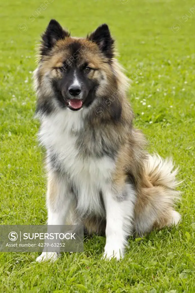 Elo Dog (Canis lupus familiaris) sitting on a lawn